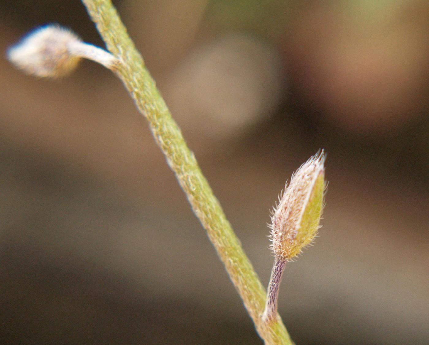 Forget-me-not, [Balbis's] fruit